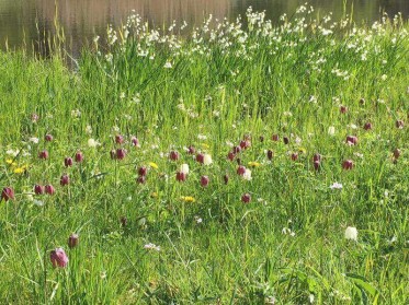 Biodiversiteit - www.waardevolgroen.nl
